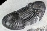 Paralejurus Trilobite Fossil - Top Quality Specimen #105163-4